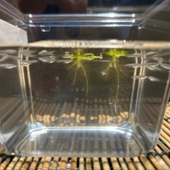 めだか幼魚:黒幹之カガミ鱗10匹　まるこうメダカの画像