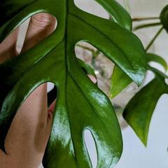モンステラ　新芽出てます　観葉植物の画像