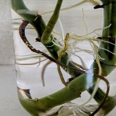 モンステラ　新芽出てます　観葉植物の画像