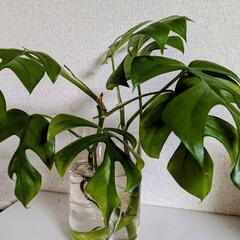 モンステラ　新芽出てます　観葉植物の画像