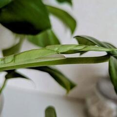 モンステラ　新芽出てます　観葉植物の画像