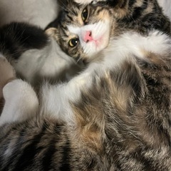 マンチカン 茶猫 メス 3才  - 猫