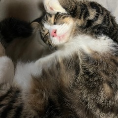 マンチカン 茶猫 メス 3才  - 蕨市
