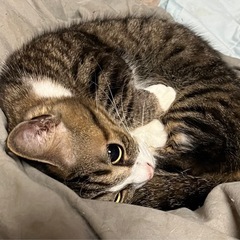 マンチカン 茶猫 メス 3才 