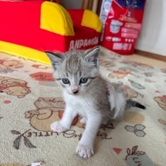 ちび猫です