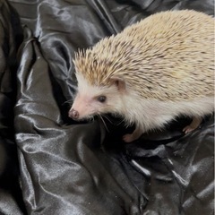 ハリネズミ