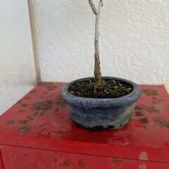(お話し中)ミニ盆栽のイチョウ1の画像