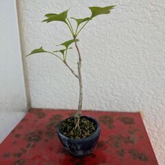 (お話し中)ミニ盆栽のイチョウ1の画像