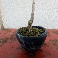(お話し中)ミニ盆栽のイチョウ1の画像