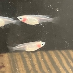 メダカの卵 紅ほっぺ 25個➕α Part3の画像