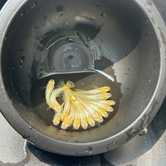 めだか 華蕾 １５匹。の画像