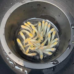 めだか 華蕾 １５匹。の画像