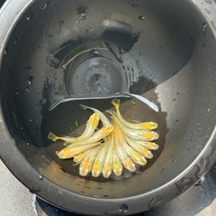 めだか 華蕾 １５匹。の画像