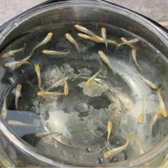 めだか 華蕾 １５匹。の画像