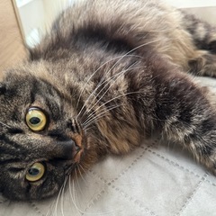 【譲渡先決まりました！譲渡考えてくれた方々ありがとうございました♡】♡ ぼふぼふシッポの女の子 すっごい甘えん坊さん ♡ - 福岡市