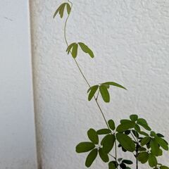 ミニ盆栽のアケビの画像