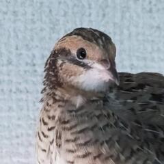 ヒメウズラ　3羽