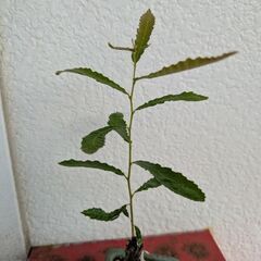 ミニ盆栽のクヌギの画像