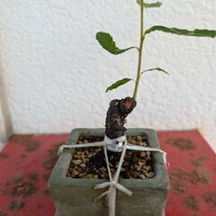 ミニ盆栽のクヌギの画像