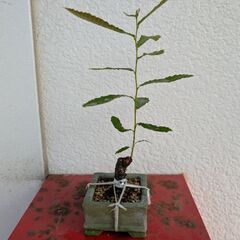 ミニ盆栽のクヌギの画像