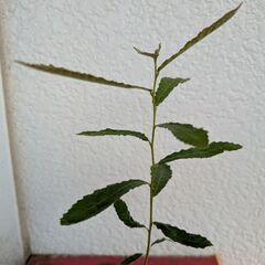 ミニ盆栽のクヌギの画像