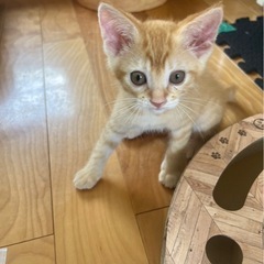 ちゃとらの男の子（キジちゃんと兄妹です）