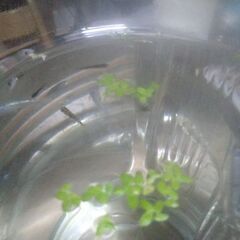 今年生まれた色々なメダカの稚魚25匹＋2匹品出ししました。の画像