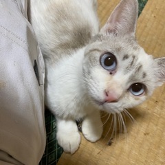 ２歳くらいの青い瞳の女の子　パステルブラウンブチ柄の超絶美人さん