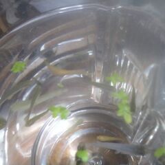 色々なメダカの成魚15匹＋2匹品出ししました。の画像
