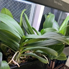  【胡蝶蘭の苗】 人気の高い胡蝶蘭を育ててみませんか？ 花付きもよく、贈答用としても人気の胡蝶蘭を、ご自宅でじっくり育てる楽しみをぜひ。 初心者の方にも育てやすい丈夫な苗です。 の画像