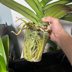  【胡蝶蘭の苗】 人気の高い胡蝶蘭を育ててみませんか？ 花付きもよく、贈答用としても人気の胡蝶蘭を、ご自宅でじっくり育てる楽しみをぜひ。 初心者の方にも育てやすい丈夫な苗です。 の画像