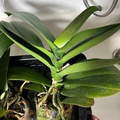  【胡蝶蘭の苗】 人気の高い胡蝶蘭を育ててみませんか？ 花付きもよく、贈答用としても人気の胡蝶蘭を、ご自宅でじっくり育てる楽しみをぜひ。 初心者の方にも育てやすい丈夫な苗です。 の画像