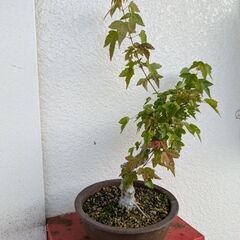 カエデの盆栽の画像