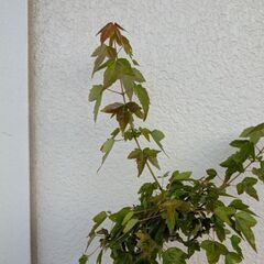 カエデの盆栽の画像