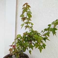 カエデの盆栽の画像