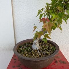 カエデの盆栽の画像