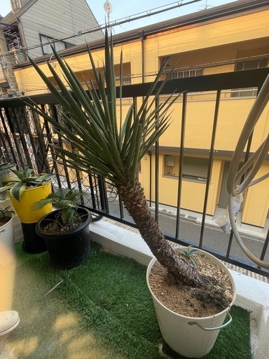 ユッカフィリフェラ