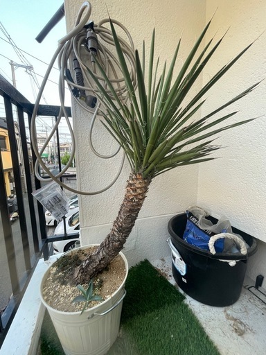 ユッカフィリフェラ