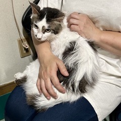 手術済みウィルス検査陰性、ゴージャス長毛男子