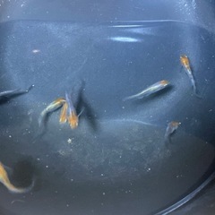 早い物勝ち‼︎あと2セットのみ！孔雀明王(三色ヒレ長) 4匹　雄1雌3の画像