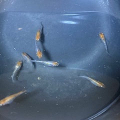 早い物勝ち‼︎あと2セットのみ！孔雀明王(三色ヒレ長) 4匹　雄1雌3
