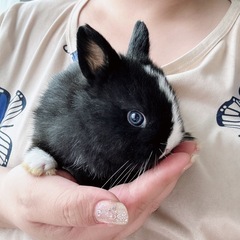 ミニウサギ里親募集です。