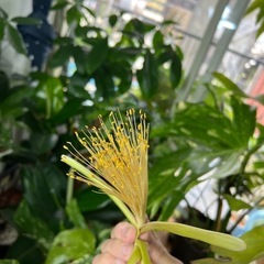 観葉植物パキラの画像