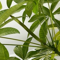 観葉植物パキラの画像