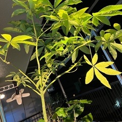 観葉植物パキラの画像