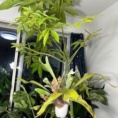 観葉植物パキラの画像