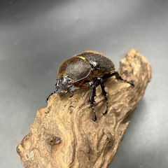 【レッドアイ】DHヘラクレス♀単60mm/ ※送料事前連絡にて変更可 ※直接受け渡しに変更可の画像