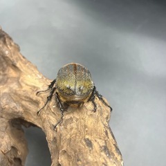 【レッドアイ】DHヘラクレス♀単60mm/ ※送料事前連絡にて変更可 ※直接受け渡しに変更可の画像