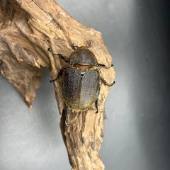 【レッドアイ】DHヘラクレス♀単60mm/ ※送料事前連絡にて変更可 ※直接受け渡しに変更可の画像