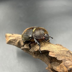 【レッドアイ】DHヘラクレス♀単60mm/ ※送料事前連絡にて変更可 ※直接受け渡しに変更可の画像